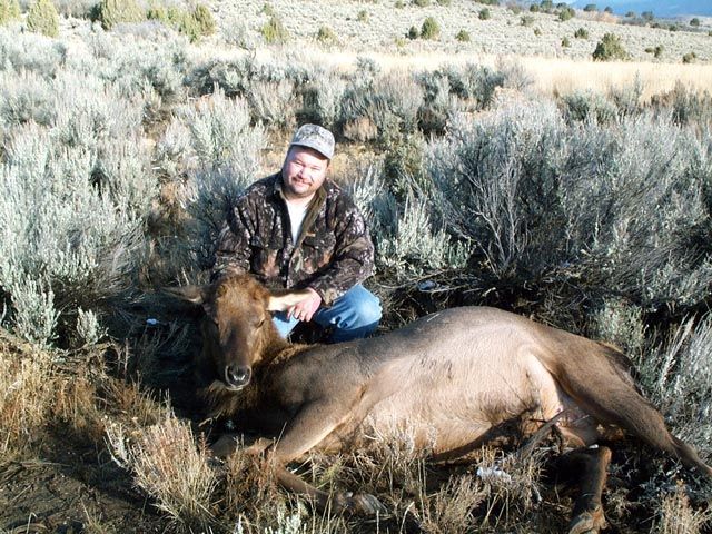 2004 Cow elk
Shot last weekend of rifle deer season at 380 yards with my 7STW using Remington Safari Grade ammo.
