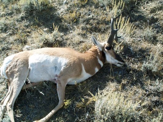 Wifes 2005 Wyoming Pronghorn
