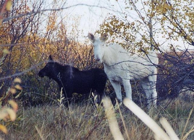 Albino moose
