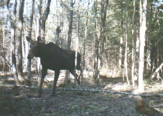 Cow Moose taken with a
