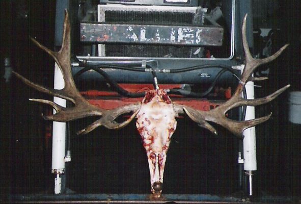 Elk got in the moose yard?
2003 Alberta moose. 59 inch spread. How do you score that?
