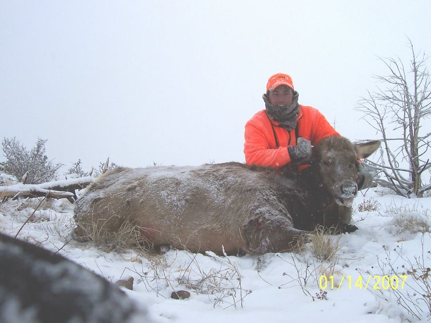 Click to view full size image
 ============== 
2007 Cow elk
Shot at 355 yds with .338WM.
