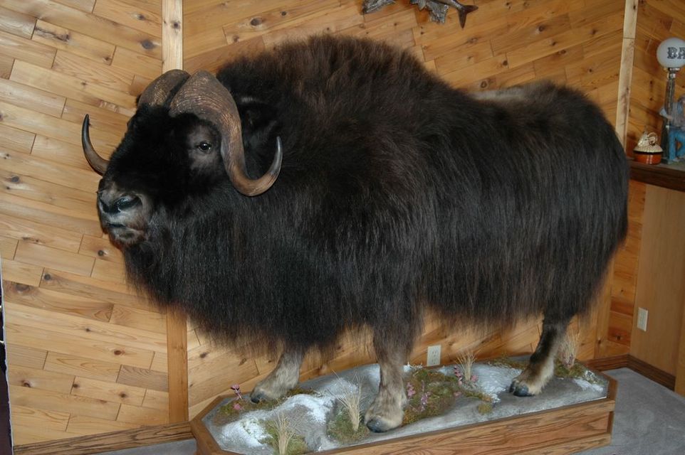 Click to view full size image
 ============== 
Musk Ox, NWT, mounted
