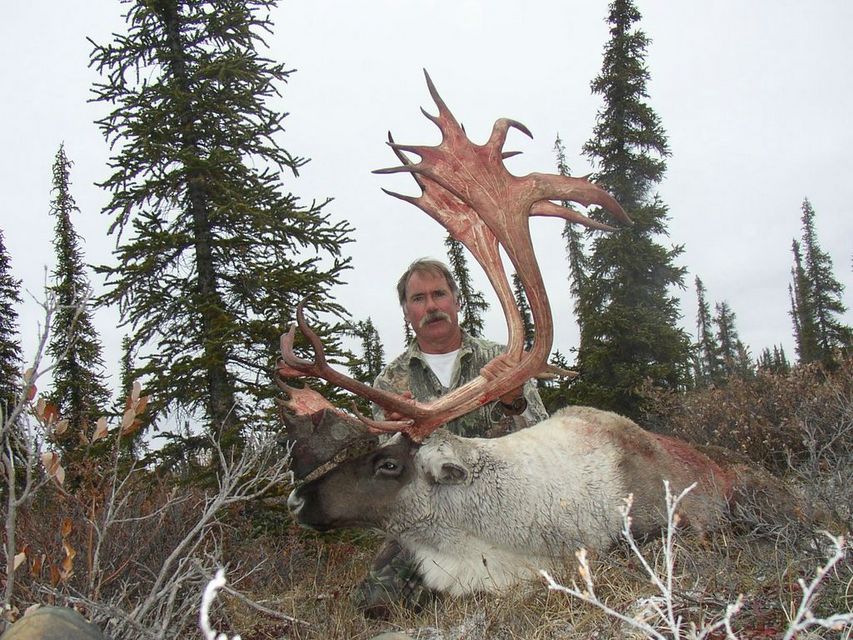 Click to view full size image
 ============== 
Canadian Barren Ground Caribou
NWT, Canada, 2004
