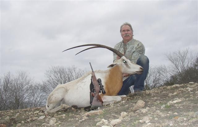 Scimitar horned oryx
Hunting with Richard Muennink near Hondo, TX, Jan, 2010
.300 Weatherby, 168 gr Barnes TSX
