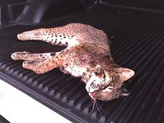 Fairfield County South Carolina Bobcat
58 pound Bobcat taken with .270 at 150 yards

