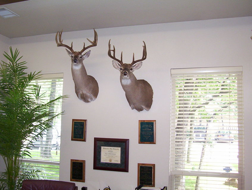 Click to view full size image
 ============== 
07 & 08 Deer Mounts
office wall deer mounts
