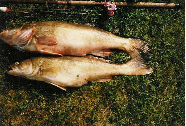 PIKE-PERCH or Walley
