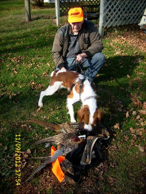 Click to view full size image
 ============== 
Buddys first Pheasant
Pheasant bagged at Rolling Hills Preserve Marcellus, Mi. Buddy is doing a good job holding point and letting me flush the birds. Used Mossberg Maverick 20 ga. #6 steel
