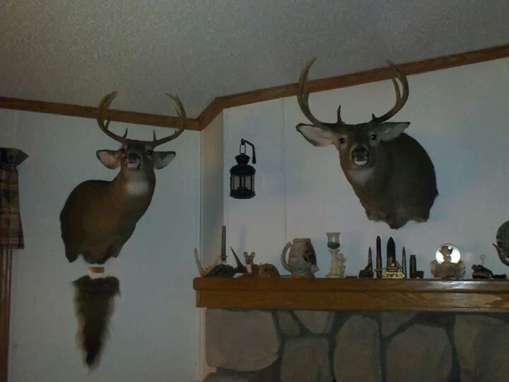Couple of deer I have taken With the Bow
