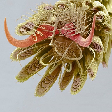a mosquito’s foot at 800x magnification.jpg
