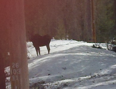 moose on road.jpg