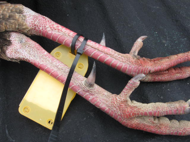 2012 turkey pics 003.jpg