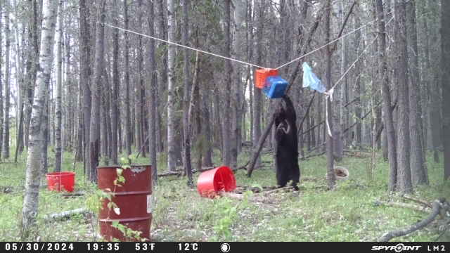 2024 bear1.jpg