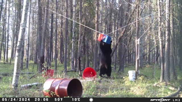 2024 bear2.jpg