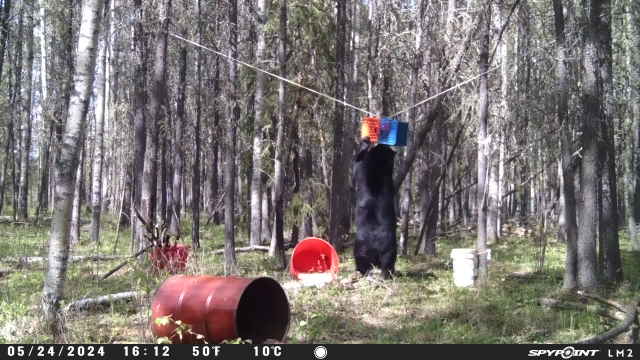 2024 bear3.jpg