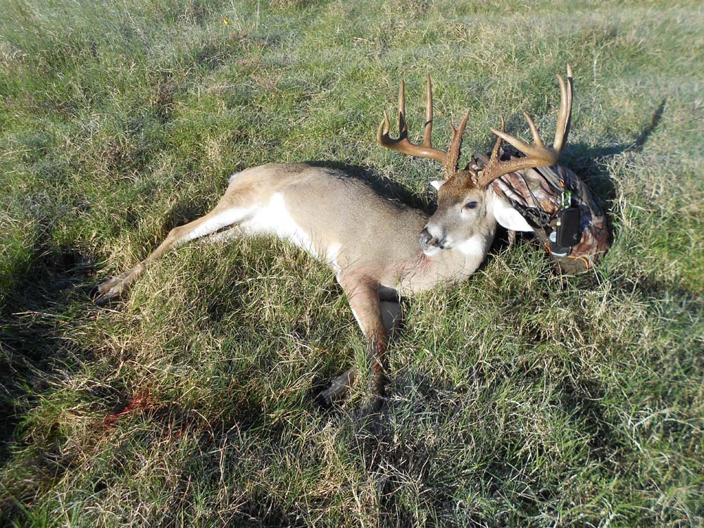 big buck 1 1000.jpg