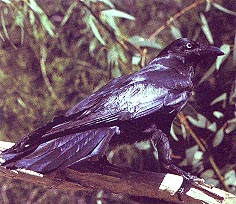 bird_raven.jpg