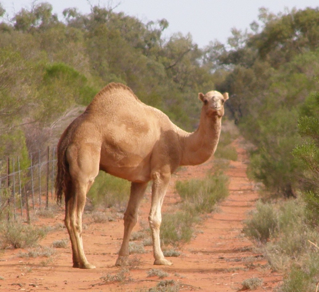 camel.jpg