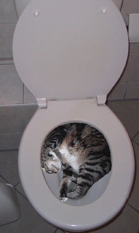 cat-in-toilet.jpg