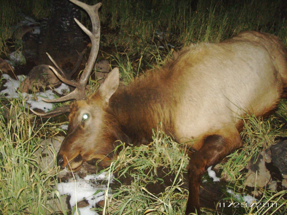 elk3.jpg