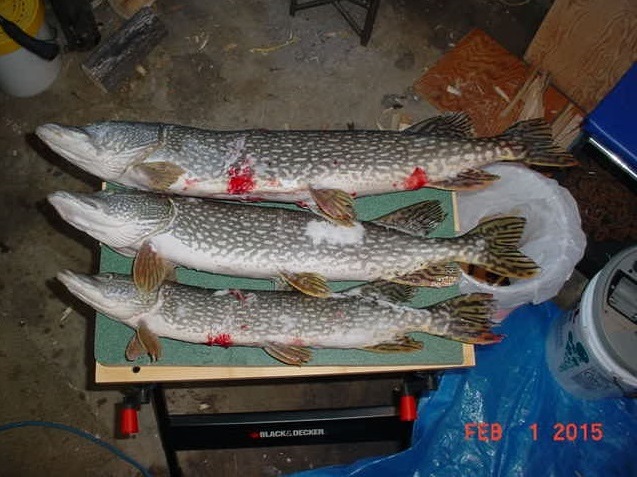 fish 1.jpg