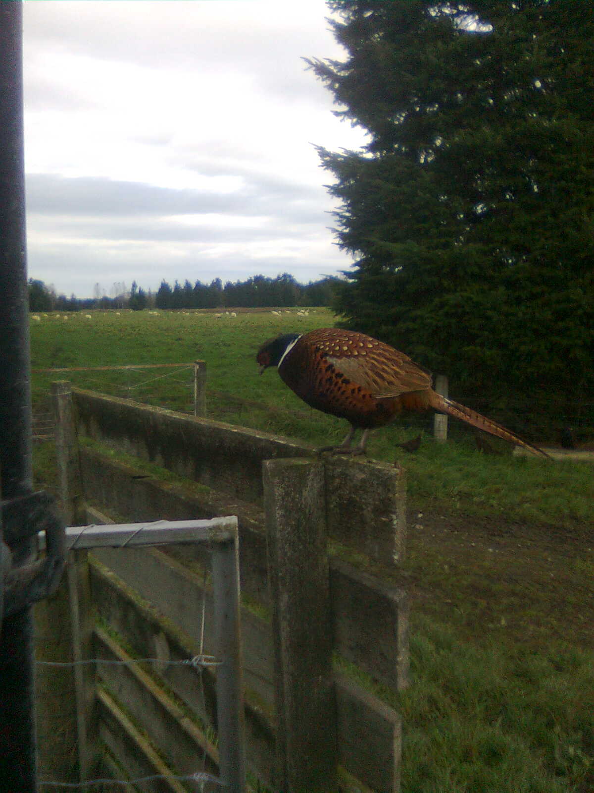 image0099.jpg