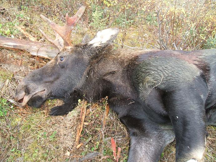 moose october 1 2007 002.jpg