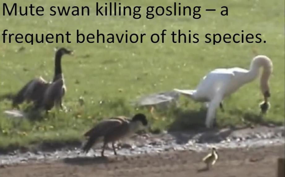 mute swan killing gosling.jpg