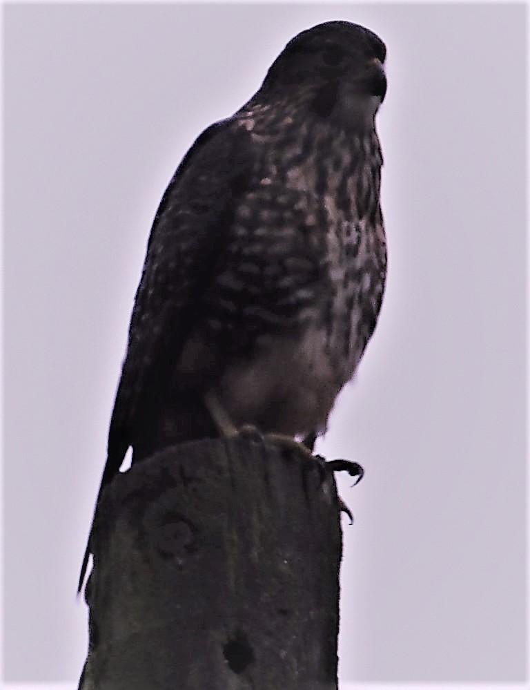 nz falcon (medium).jpg