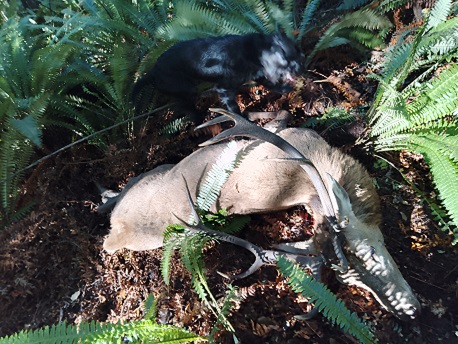 resized aford royal.jpg