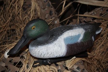 shoveler drake.jpg