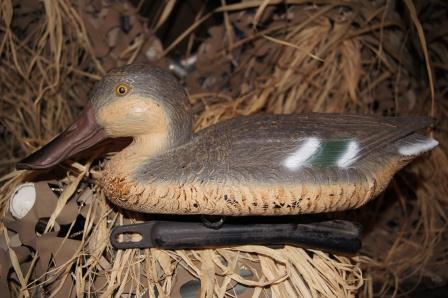 shoveler hen.jpg