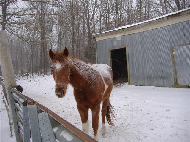 snow and horses 2010 001 (small).jpg