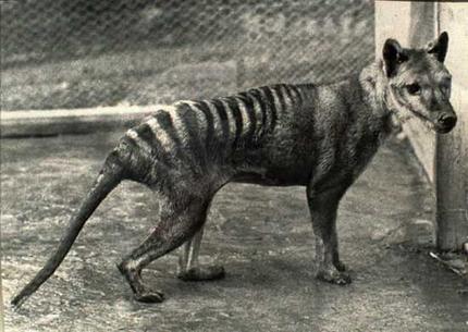tasmanian tiger.jpg