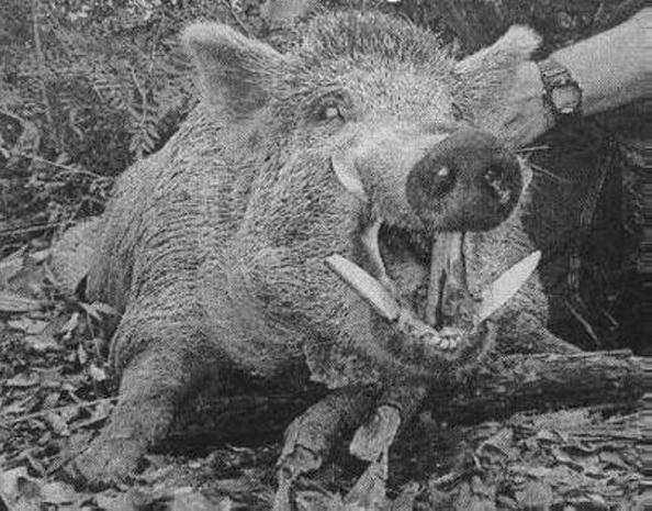 tusker.jpg