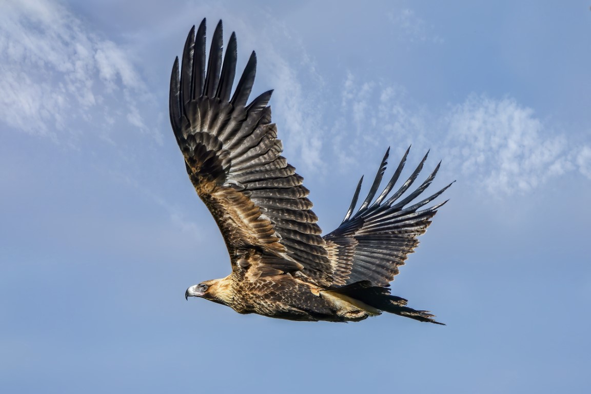 wedge tail eagle (medium).jpg
